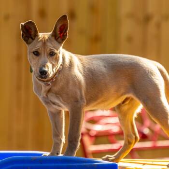Brain Storm -  Mixed Breed Dog for Adoption in Decatur, Georgia - Brain Storm | PetCurious