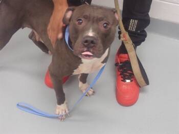 Rescue Pit Bull Terrier Dogs for Adoption in St. Cloud, Florida - YUMA | PetCurious