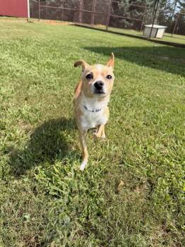 HERMAN -  Chihuahua Dog for Adoption in Grovetown, Georgia - HERMAN | PetCurious
