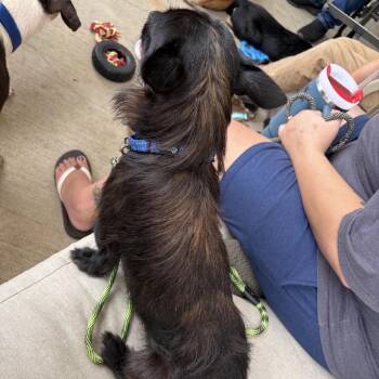 Dirty Mike and the boys A/K/A Mike -  Wirehaired Terrier and None Dog for Adoption in Quincy, Florida - Dirty Mike And The Boys A/K/A Mike | PetCurious