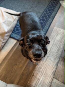 Athena (& Bella) -  Dachshund and Chihuahua Dog for Adoption in Creston, Iowa - Athena (& Bella) | PetCurious