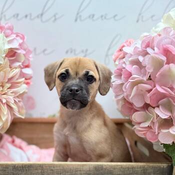 Pug and Chihuahua Dogs Available for Adoption - Alana | PetCurious