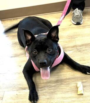 Saber -  American Staffordshire Terrier and Labrador Retriever Dog for Adoption in Benbrook, Texas - Saber | PetCurious