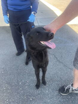 Rescue Labrador Retriever Dogs for Adoption in San Diego, California - Rocky | PetCurious