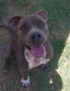 CRY BABY -  Pit Bull Terrier Dog for Adoption in Corpus Christi, Texas - CRY BABY | PetCurious