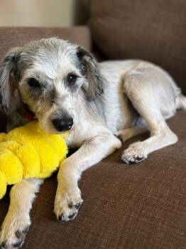 Jack -  Poodle and Schnauzer Dog for Adoption in Omaha, Nebraska - Jack | PetCurious
