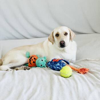 Darling Ruby -  Labrador Retriever and Yellow Labrador Retriever Dog for Adoption in Burlington, North Carolina - Darling Ruby | PetCurious