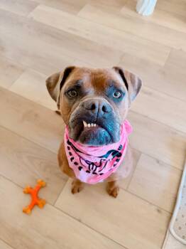 Boxer Dogs Available for Adoption in Santa Monica, California - Peony | PetCurious
