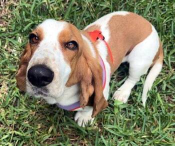 Basset Hound Dogs Available for Adoption in Hamilton, New Jersey - JOLENE | PetCurious