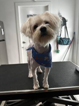 Baxter -  Maltese and Yorkshire Terrier Dog for Adoption in Sunrise, Florida - Baxter | PetCurious