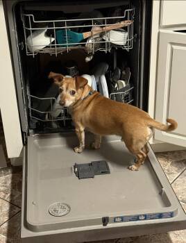 Treco OR7621 -  Dachshund and Parson Russell Terrier Dog for Adoption in Missouri City, Texas - Treco OR7621 | PetCurious