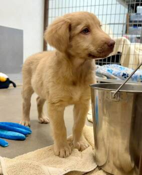 Wink -  Golden Retriever and Anatolian Shepherd Dog for Adoption in Phoenix, Arizona - Wink | PetCurious