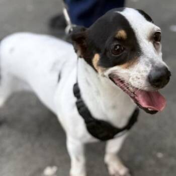 Rescue Chihuahua Dogs for Adoption in San Juan, San Juan - Mia | PetCurious