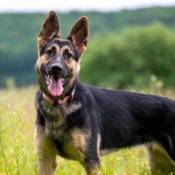Greta (26-330) -  German Shepherd Dog Dog for Adoption in New Ringgold, Pennsylvania - Greta (26-330) | PetCurious