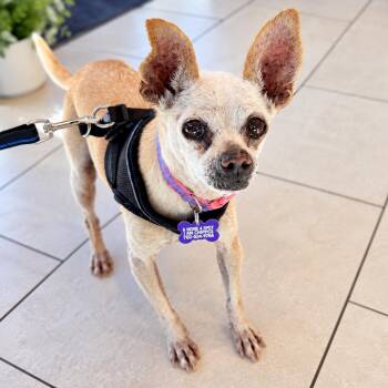 Ivy -  Chihuahua Dog for Adoption in Las Vegas, Nevada - Ivy | PetCurious