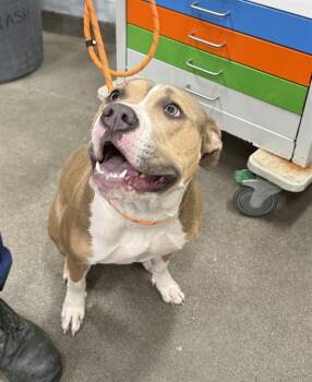 Rescue Terrier Dogs for Adoption - XENA | PetCurious