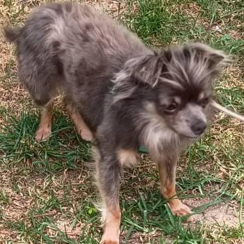 Doobie -  Chihuahua Dog for Adoption in Kingman, Kansas - Doobie | PetCurious