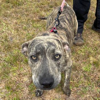 Labrador Retriever Dogs Available for Adoption in Hinesville, Georgia - Bebba | PetCurious
