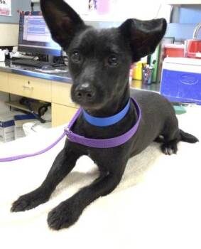 Terrier Dogs Available for Adoption - ZENO | PetCurious