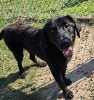 Leaf Hopper(HW+) -  Labrador Retriever and Mixed Breed Dog for Adoption in Conway, South Carolina - Leaf Hopper(HW+) | PetCurious