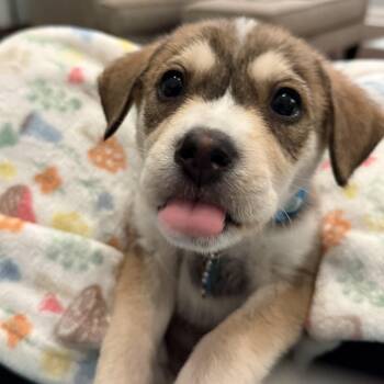 Rescue Husky and Shepherd Dogs for Adoption in Chatham, New Jersey - Rocky | PetCurious