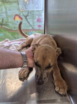 Pen 232 Maylee -  Labrador Retriever and Pit Bull Terrier Dog for Adoption in Lawrenceville, Georgia - Pen 232 Maylee | PetCurious