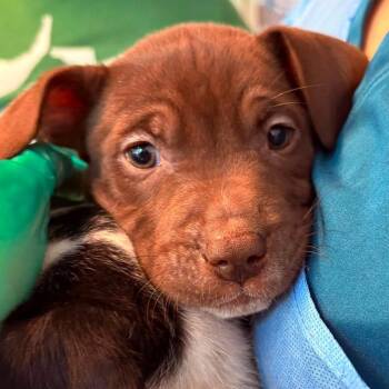 Armando -  Mixed Breed Dog for Adoption in Huntington, West Virginia - Armando | PetCurious