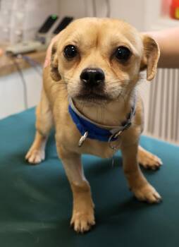Chihuahua Dogs Available for Adoption in Harrison, New York - Bob | PetCurious