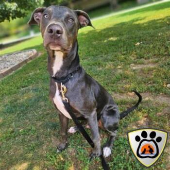 Rescue Mixed Breed Dogs for Adoption in Merriam, Kansas - Sam | PetCurious