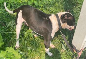 Tank -  Mixed Breed Dog for Adoption in Cincinnati, Ohio - Tank | PetCurious