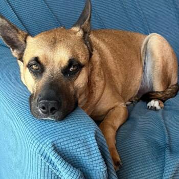 Rescue Black Mouth Cur and Mixed Breed Dogs for Adoption in San Diego, California - Billy | PetCurious