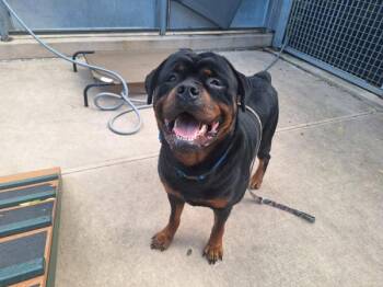 Gunner -  Rottweiler Dog for Adoption - Gunner | PetCurious