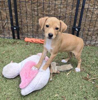 Queso -  Chihuahua and Dachshund Dog for Adoption in Apache Junction, Arizona - Queso | PetCurious