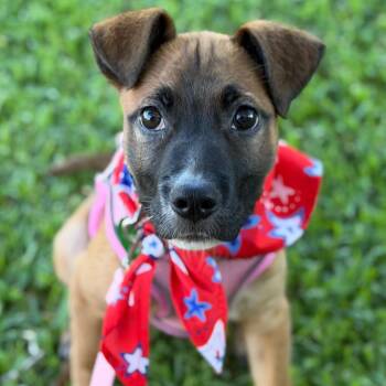 Daisy Rae -  Black Mouth Cur and Belgian Shepherd Malinois Dog for Adoption in New Orleans, Louisiana - Daisy Rae | PetCurious