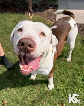 Fenrir -  Labrador Retriever and American Staffordshire Terrier Dog for Adoption - Fenrir | PetCurious
