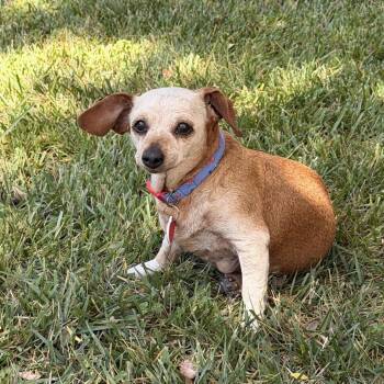 Rotisserie -  Chihuahua and Dachshund Dog for Adoption in Los Angeles, California - Rotisserie | PetCurious