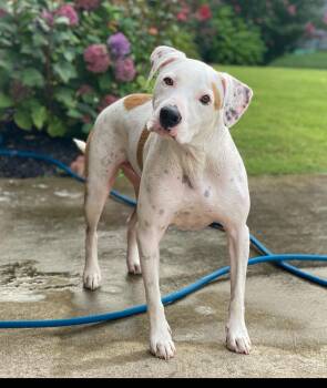 Rescue Pit Bull Terrier Dogs for Adoption in Horse Shoe, North Carolina - Carter | PetCurious