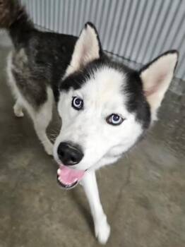 Sammy -  Husky Dog for Adoption in Kellogg, Idaho - Sammy | PetCurious