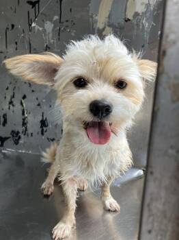 Mixed Breed Dogs Available for Adoption in Dallas, Texas - CLOE | PetCurious