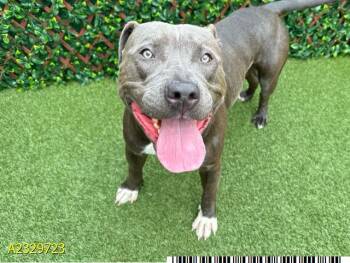 Mixed Breed Dogs Available for Adoption - BARRY D | PetCurious