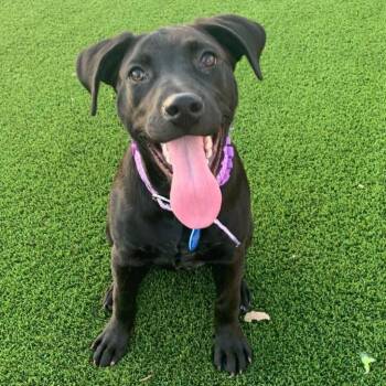 Nova -  Black Labrador Retriever and Cattle Dog Dog for Adoption in Apache Junction, Arizona - Nova | PetCurious