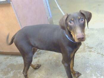 DREW -  Doberman Pinscher and Greyhound Dog for Adoption in Sacramento, California - DREW | PetCurious