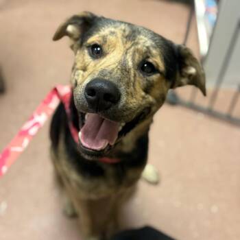 Diesel -  Shepherd Dog for Adoption in Fort Smith, Arkansas - Diesel | PetCurious