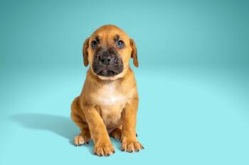 Boxer and Labrador Retriever Dogs Available for Adoption in Simsbury, Connecticut - Chad | PetCurious