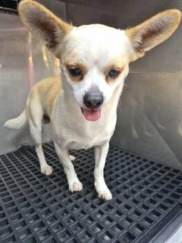 Pen 229 Troy -  Chihuahua Dog for Adoption in Lawrenceville, Georgia - Pen 229 Troy | PetCurious