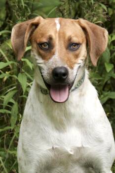Rescue Mountain Cur and Coonhound Dogs for Adoption in Cashiers, North Carolina - Creek | PetCurious