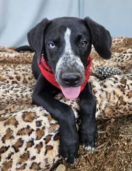 Rescue Mixed Breed Dogs for Adoption in Pass Christian, Mississippi - Jackson | PetCurious