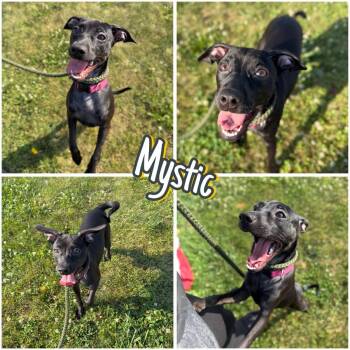 Mystic -  Terrier Dog for Adoption in Pierceton, Indiana - Mystic | PetCurious