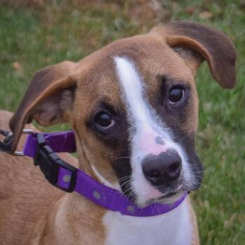 Rescue Boxer and American Staffordshire Terrier Dogs for Adoption in Huntley, Illinois - Laverne | PetCurious