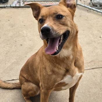 BELLA -  German Shepherd Dog Dog for Adoption in Athens, Alabama - BELLA | PetCurious